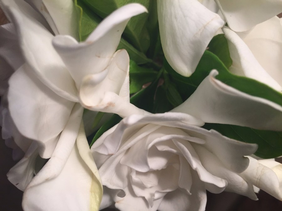 Gardenia blooms